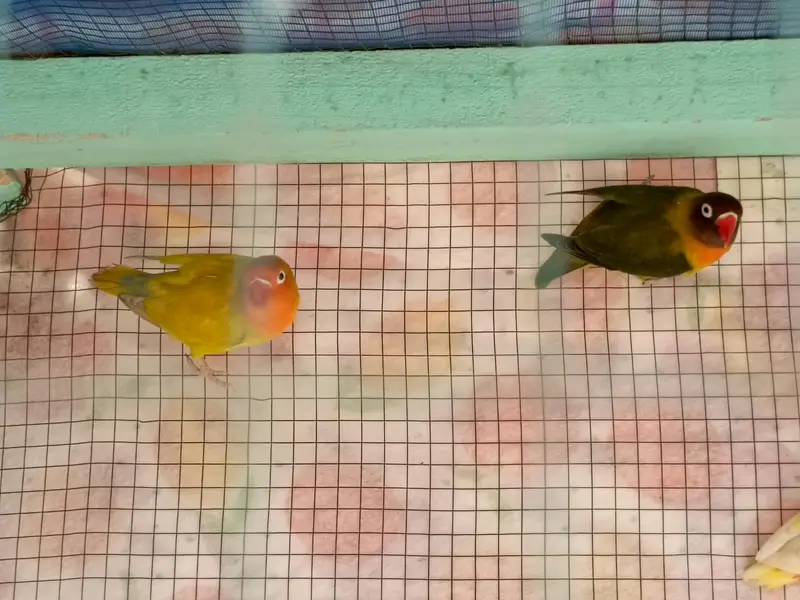 love bird & lotino pair — photo 3