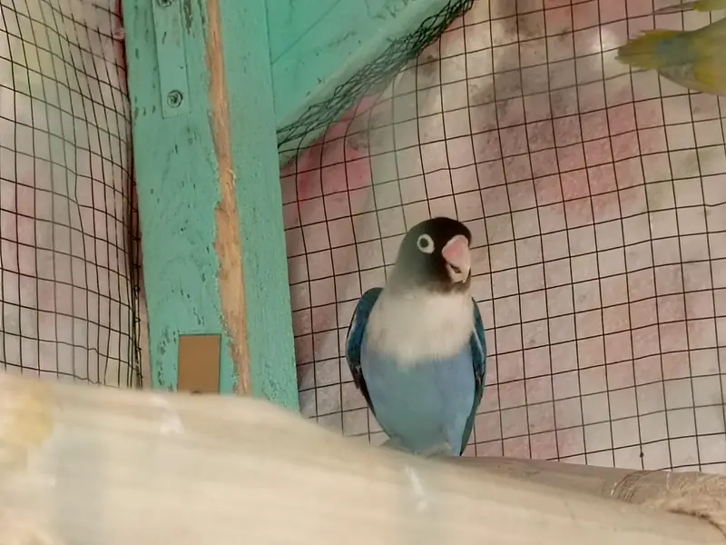 love bird & lotino pair — photo 4