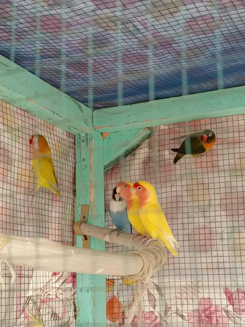 love bird & lotino pair — photo 5