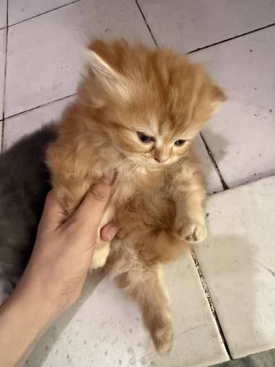 Persian cat