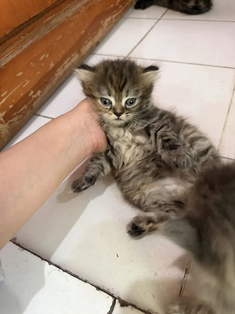 Persian cat — photo 2