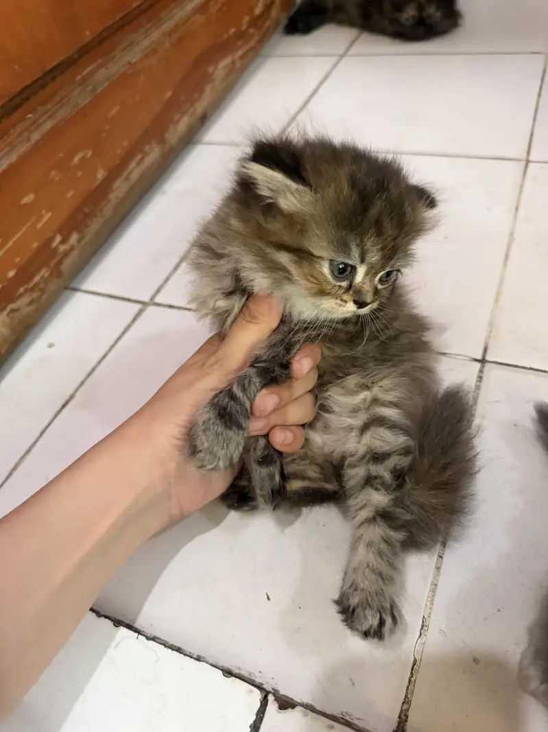 Persian cat — photo 3