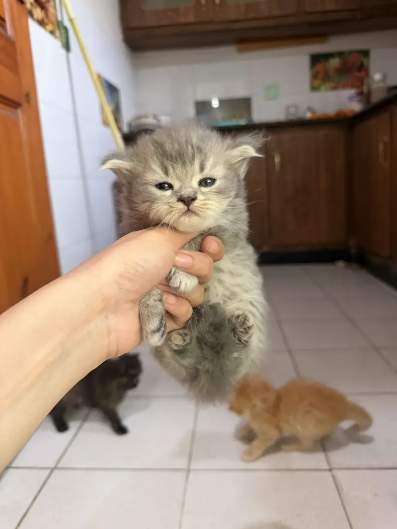 Persian cat — photo 5