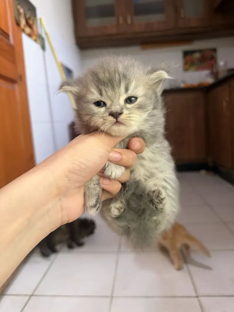 Persian cat — photo 6