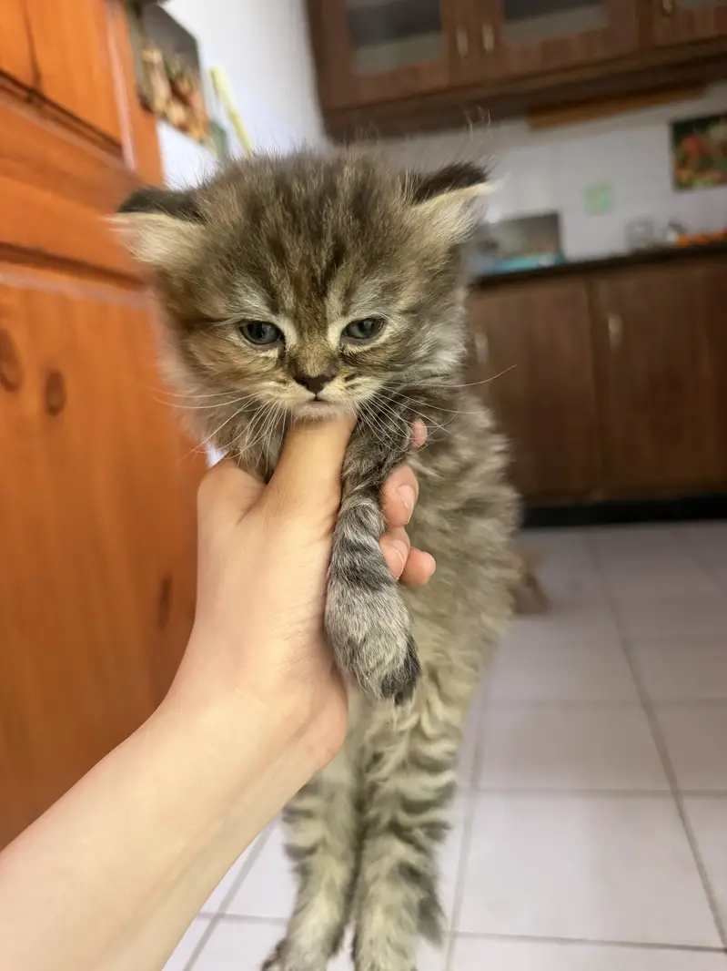 Persian cat — photo 7