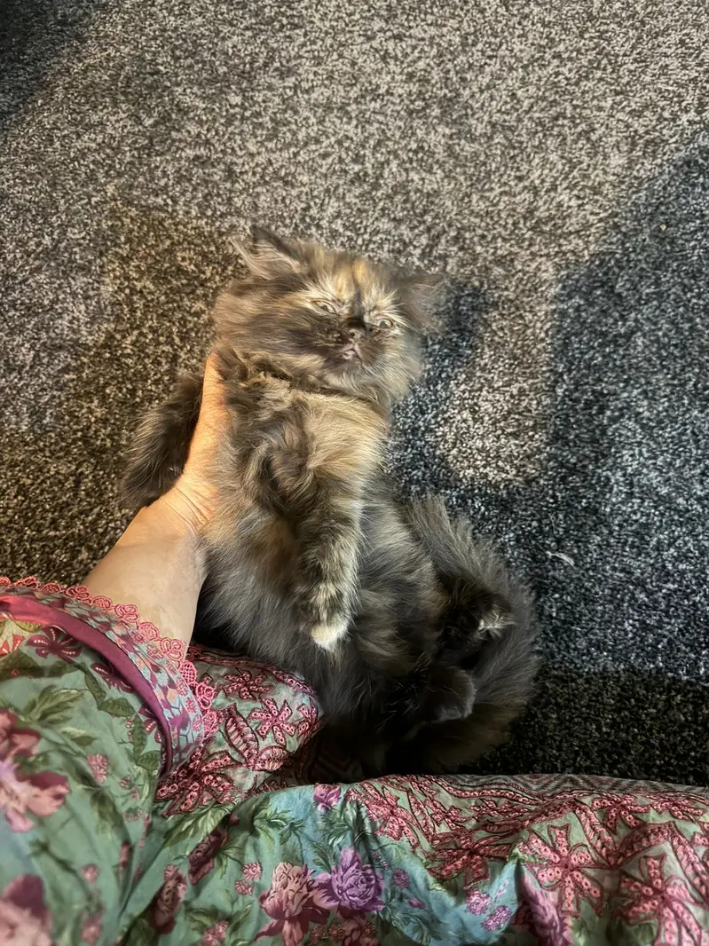 Persian cat — photo 8
