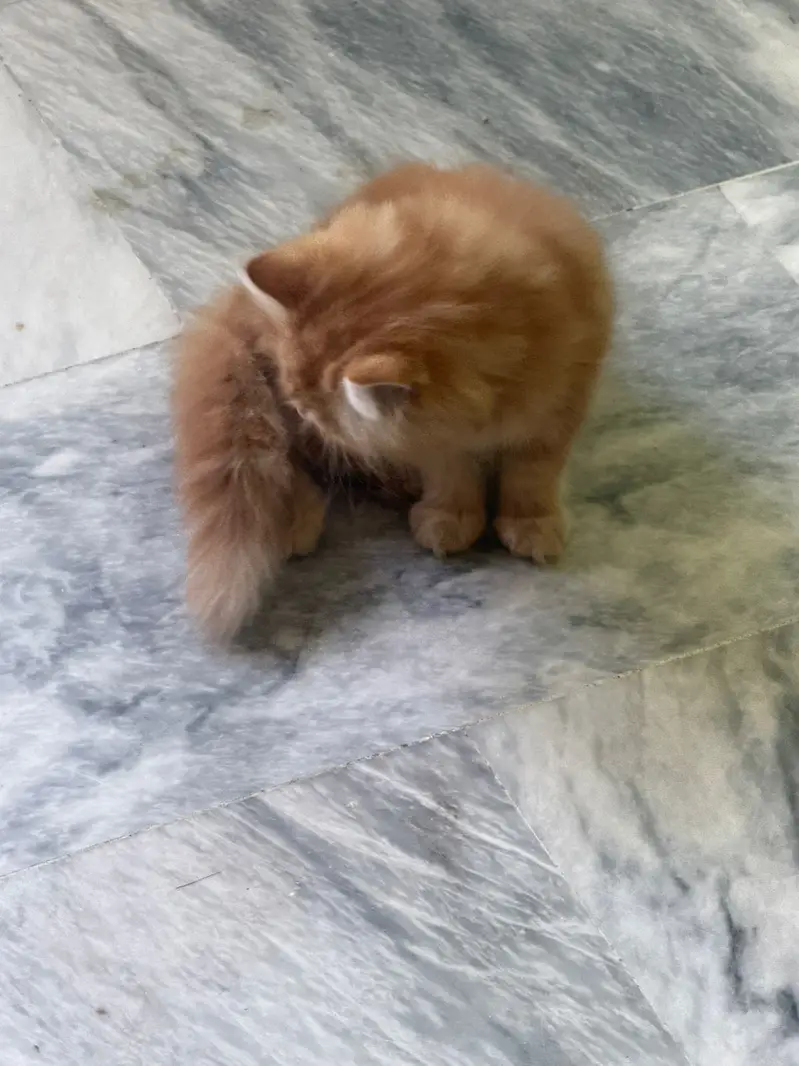 Persian cat — photo 9