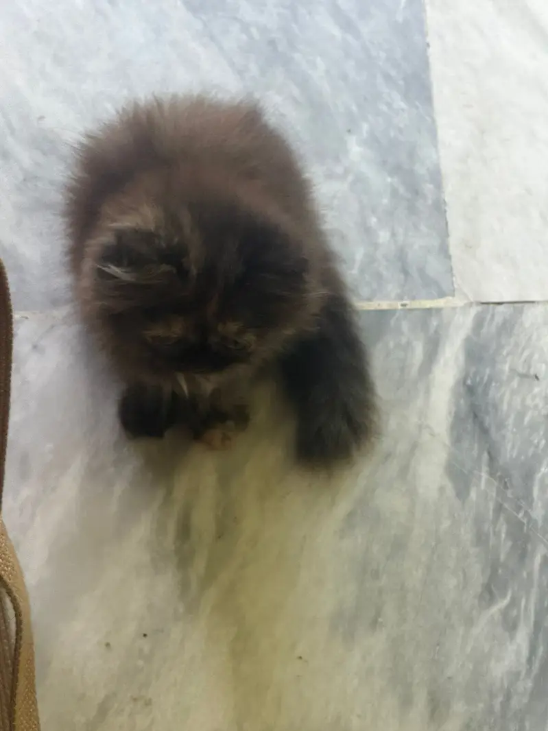 Persian cat — photo 10