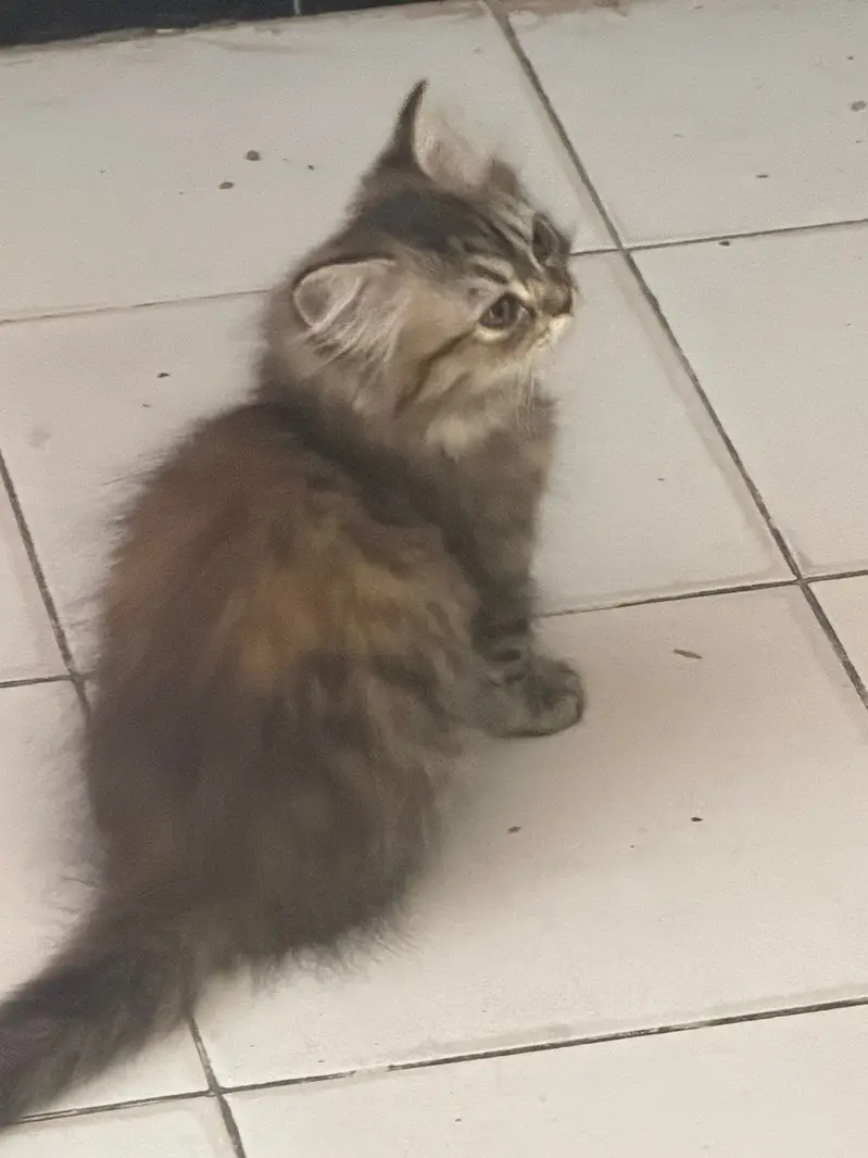 Persian cat — photo 11