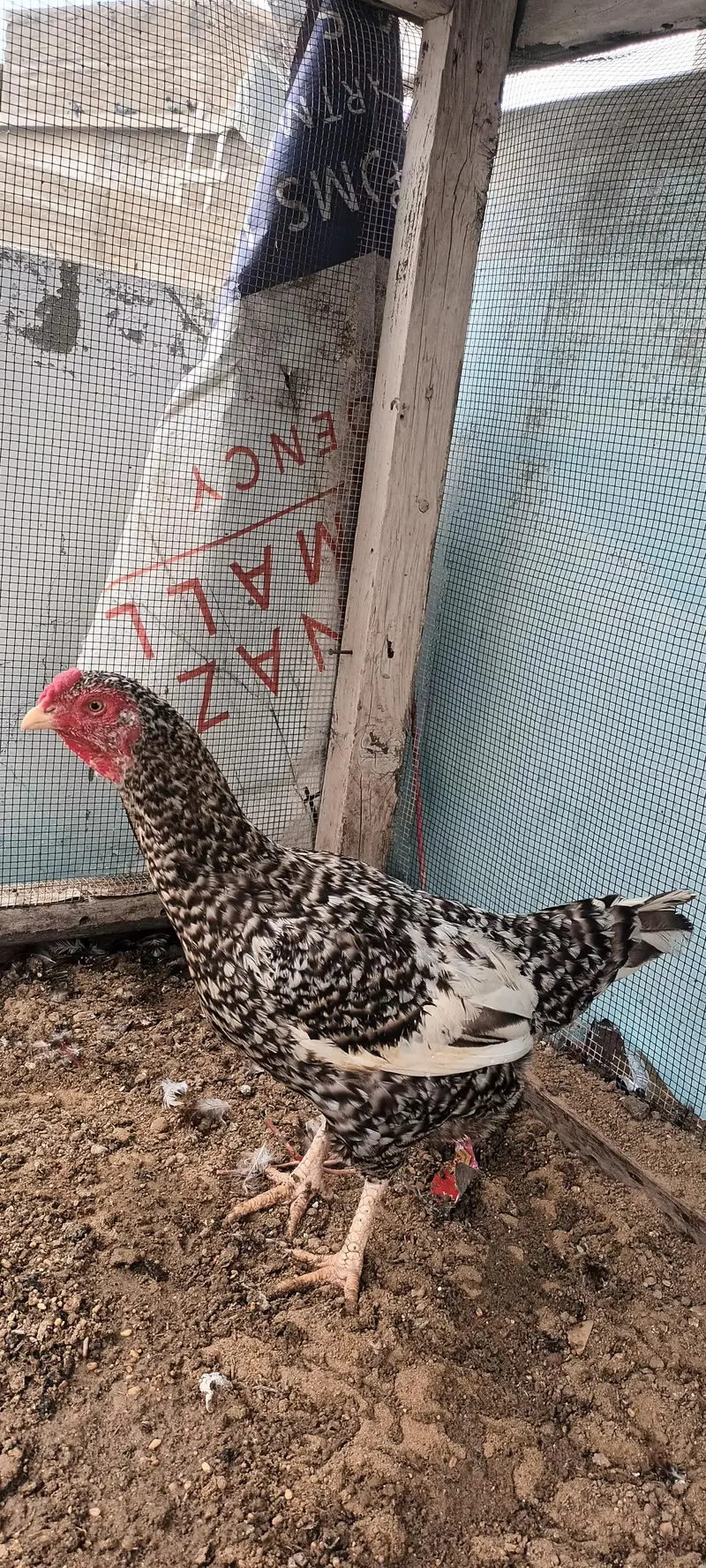 Aseel Pair phulia male and cheena female . whatsapp no : 0340 8076676 — photo 2