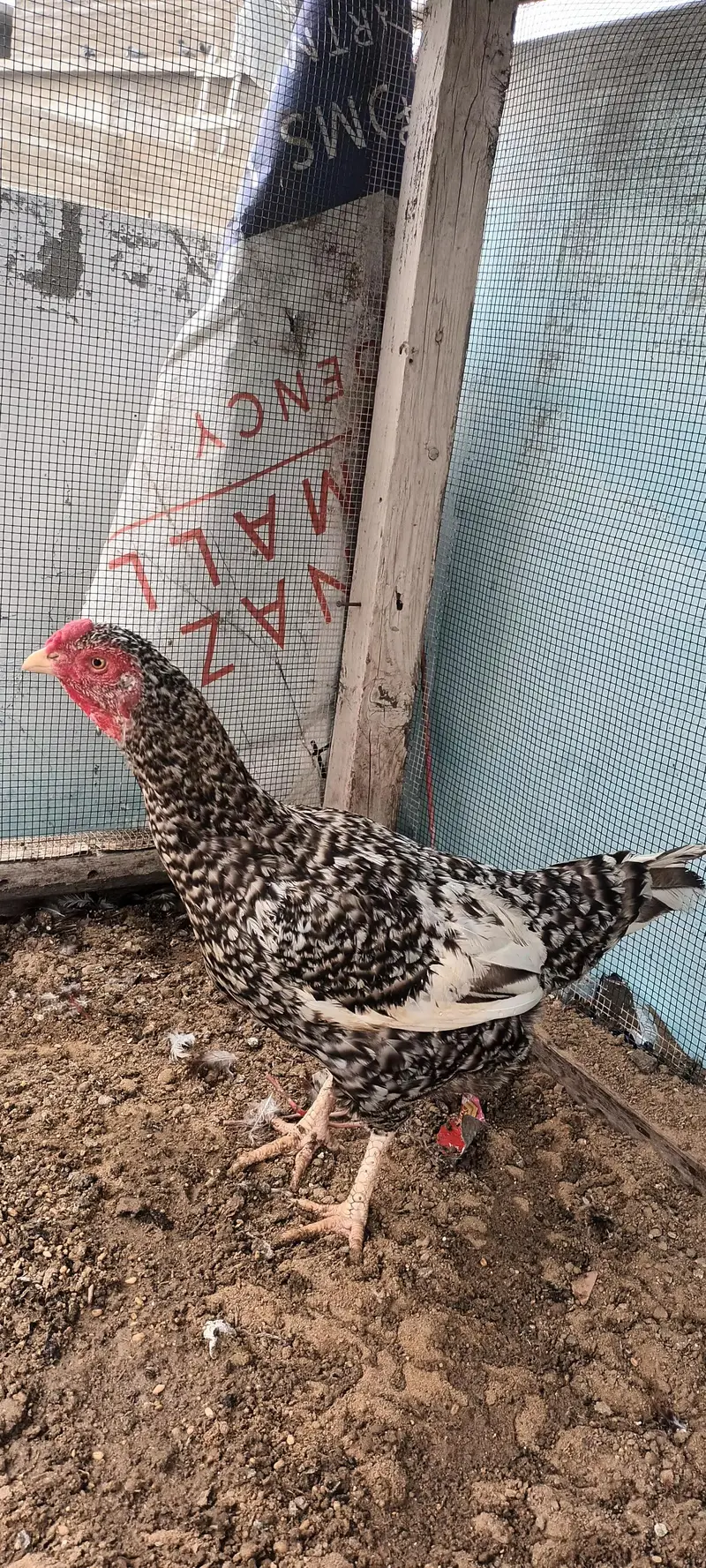 Aseel Pair phulia male and cheena female . whatsapp no : 0340 8076676 — photo 3