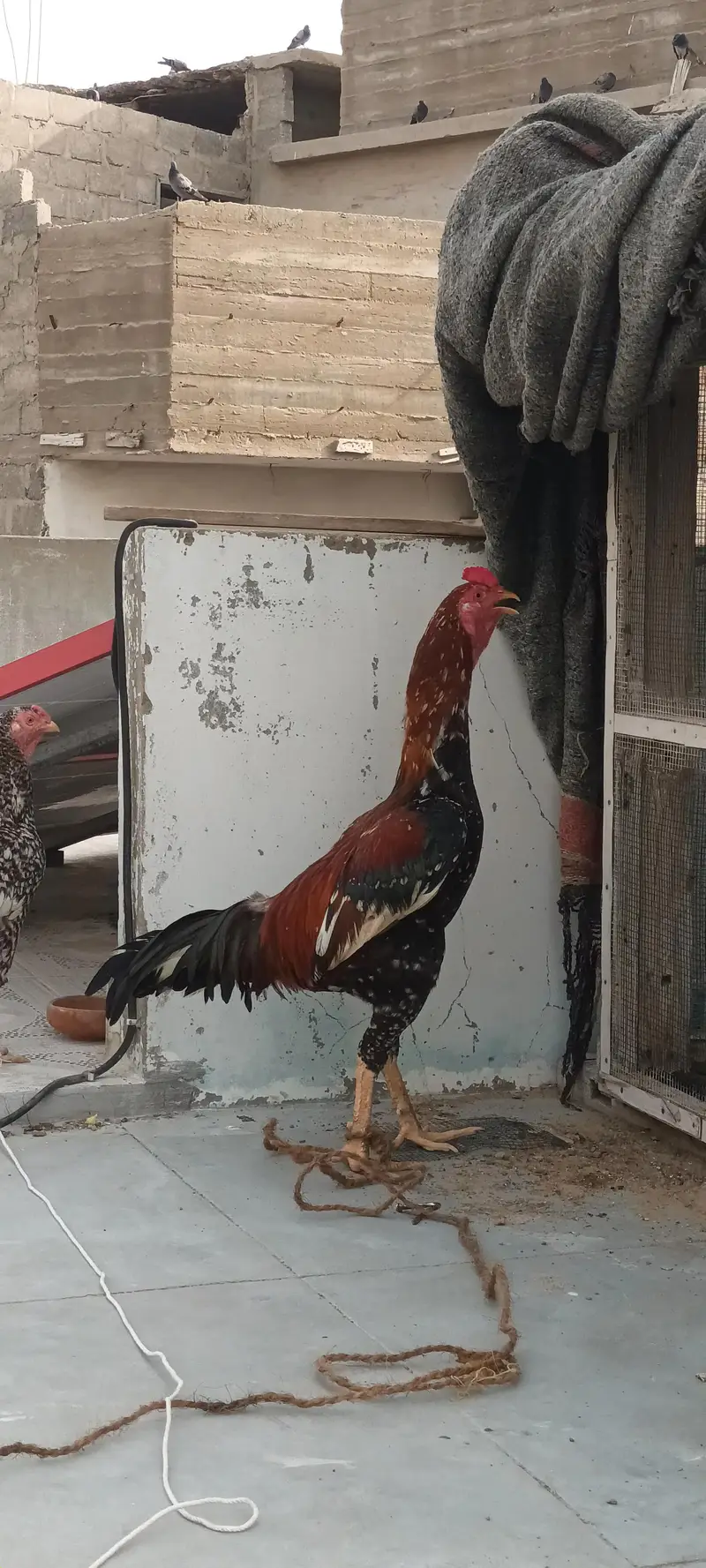 Aseel Pair phulia male and cheena female . whatsapp no : 0340 8076676 — photo 4