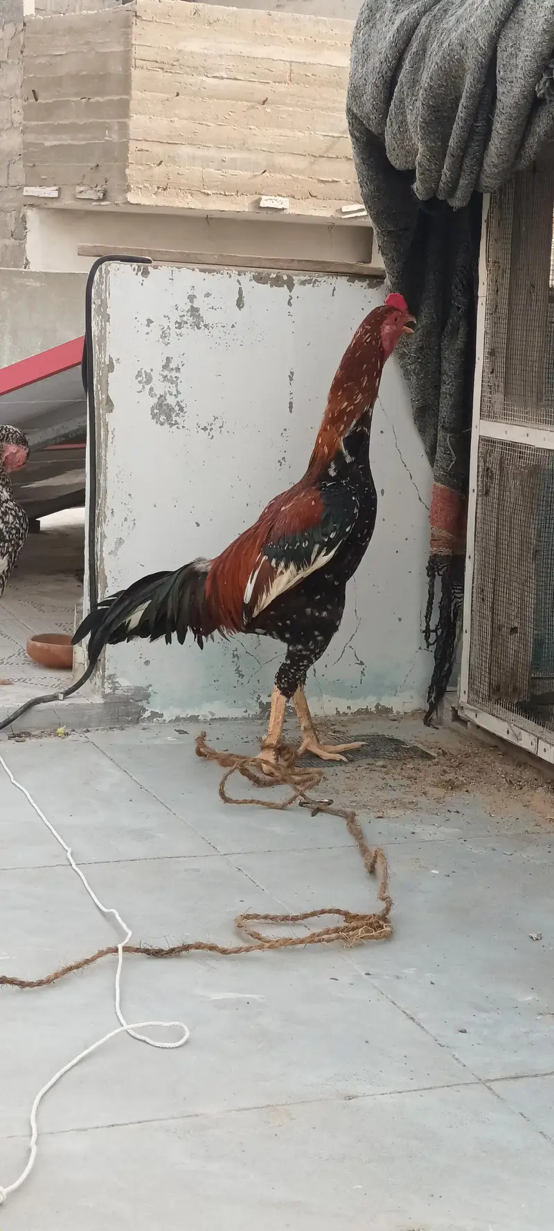 Aseel Pair phulia male and cheena female . whatsapp no : 0340 8076676 — photo 5