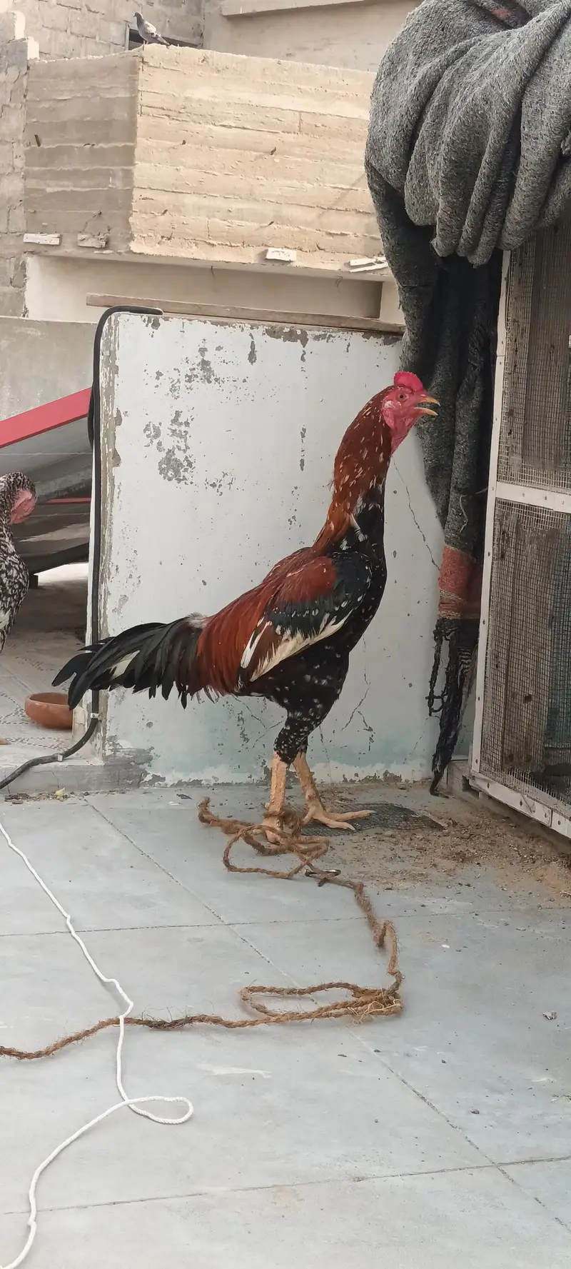 Aseel Pair phulia male and cheena female . whatsapp no : 0340 8076676 — photo 6