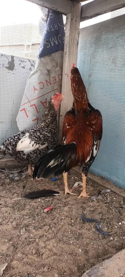 Aseel Pair phulia male and cheena female . whatsapp no : 0340 8076676
