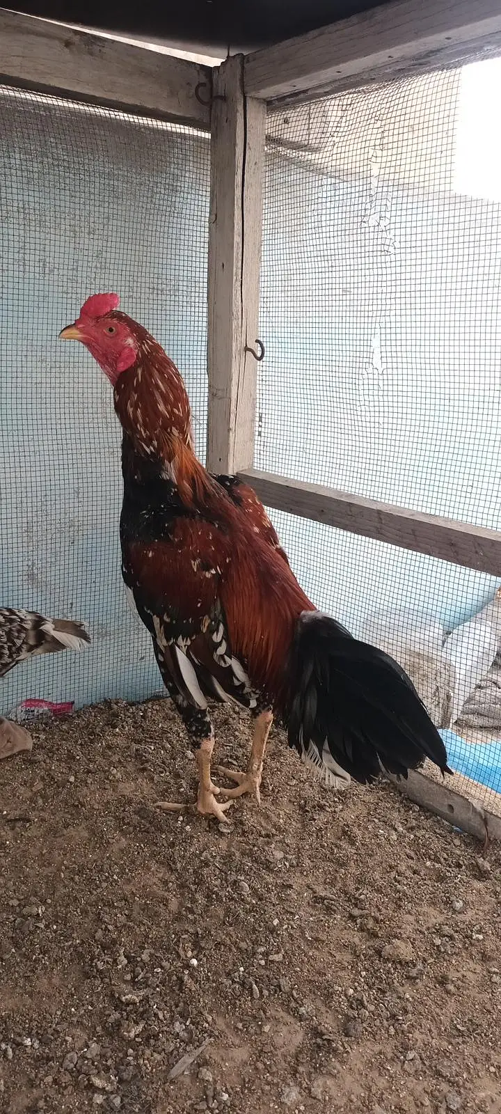 Aseel Pair phulia male and cheena female . whatsapp no : 0340 8076676 — photo 7