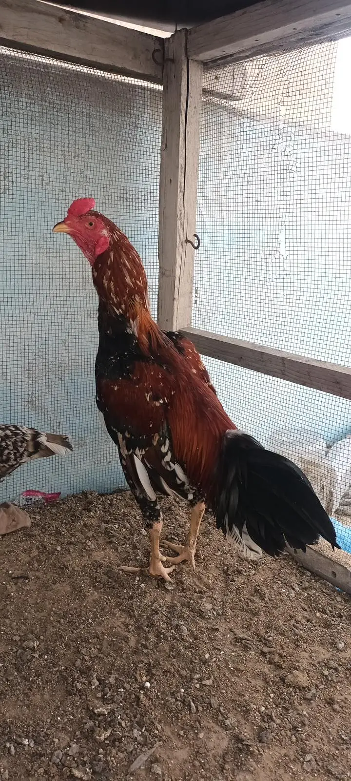 Aseel Pair phulia male and cheena female . whatsapp no : 0340 8076676 — photo 8