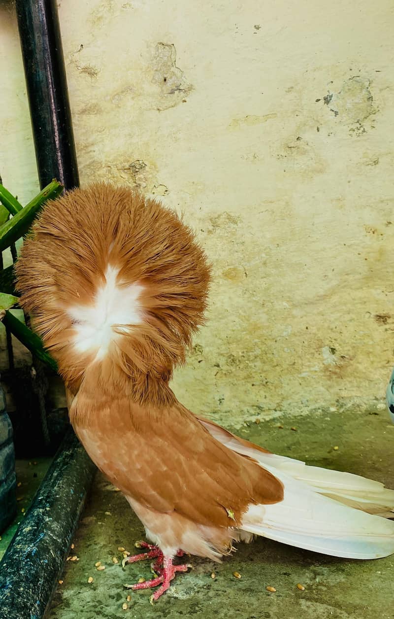 jecobin 1