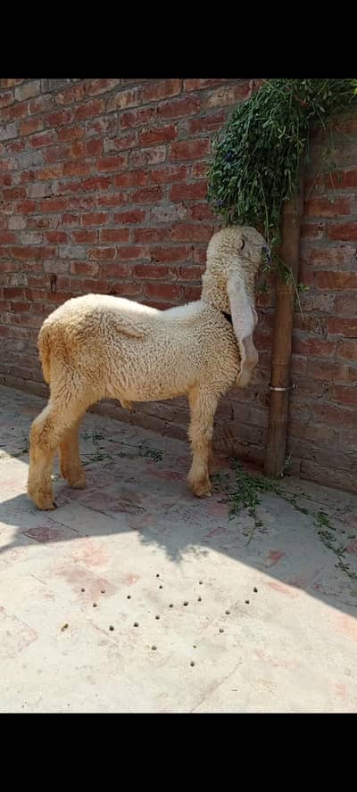 kajla bacha for sale