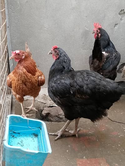 Breeder Hens 1 Australorp 1 Desi Cross