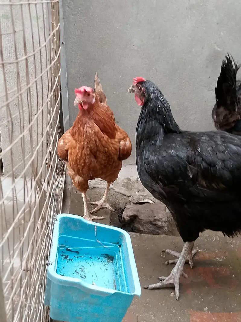 Breeder Hens 1 Australorp 1 Desi Cross — photo 2
