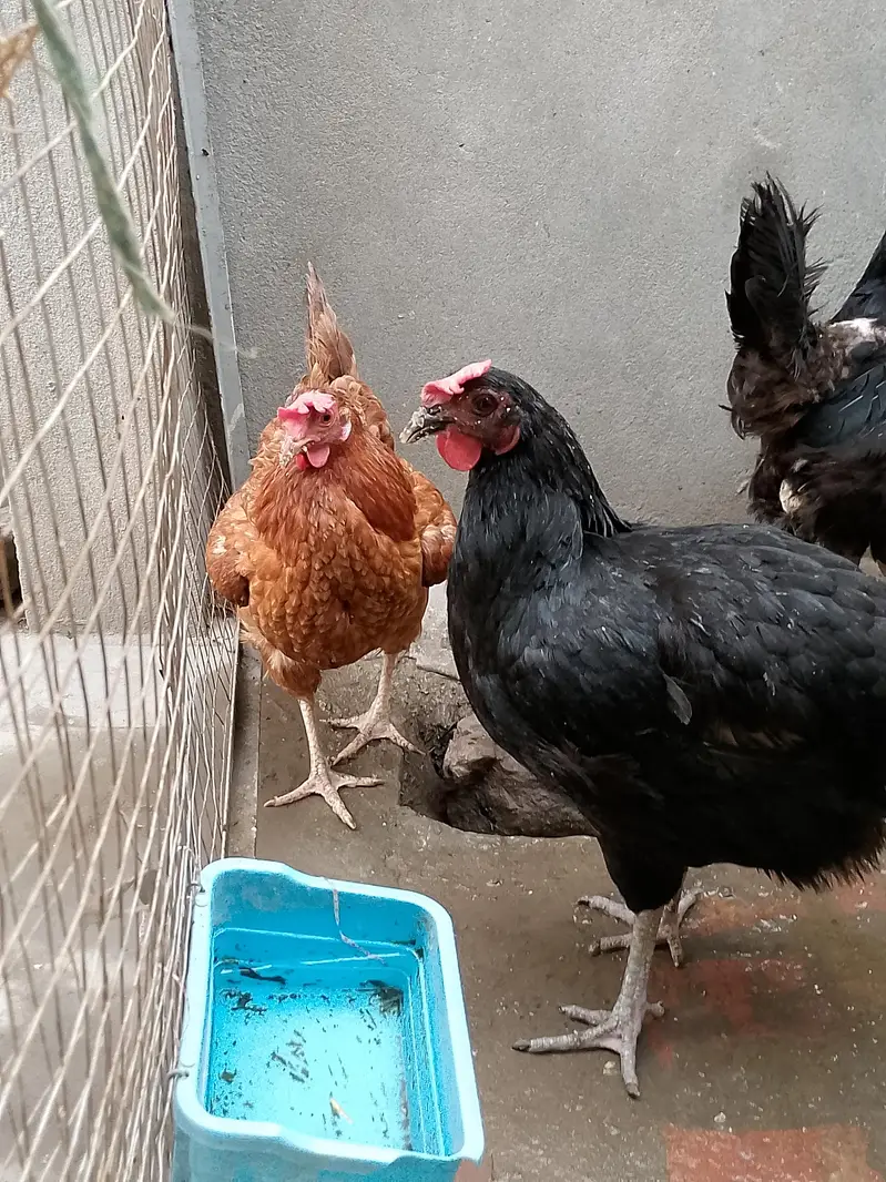Breeder Hens 1 Australorp 1 Desi Cross — photo 3
