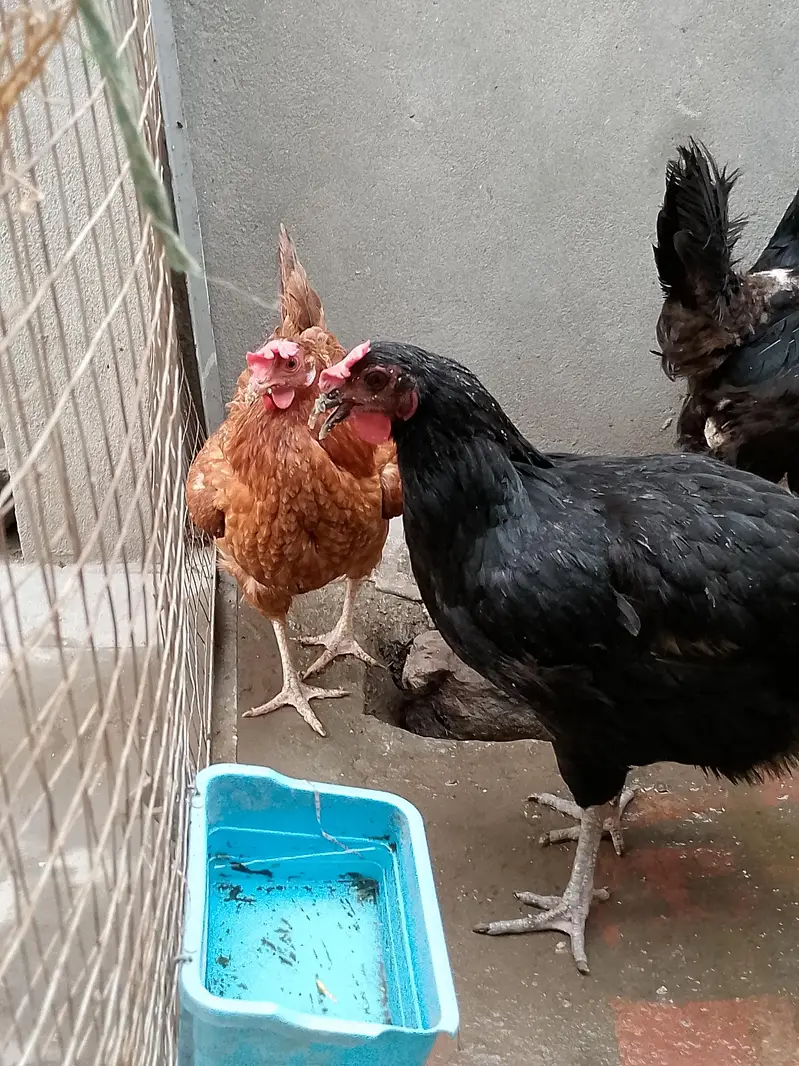 Breeder Hens 1 Australorp 1 Desi Cross — photo 4