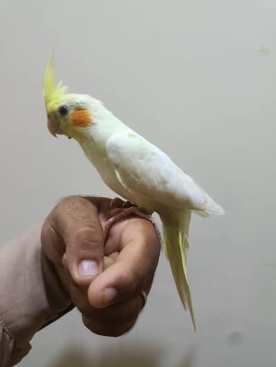 fully hand tame