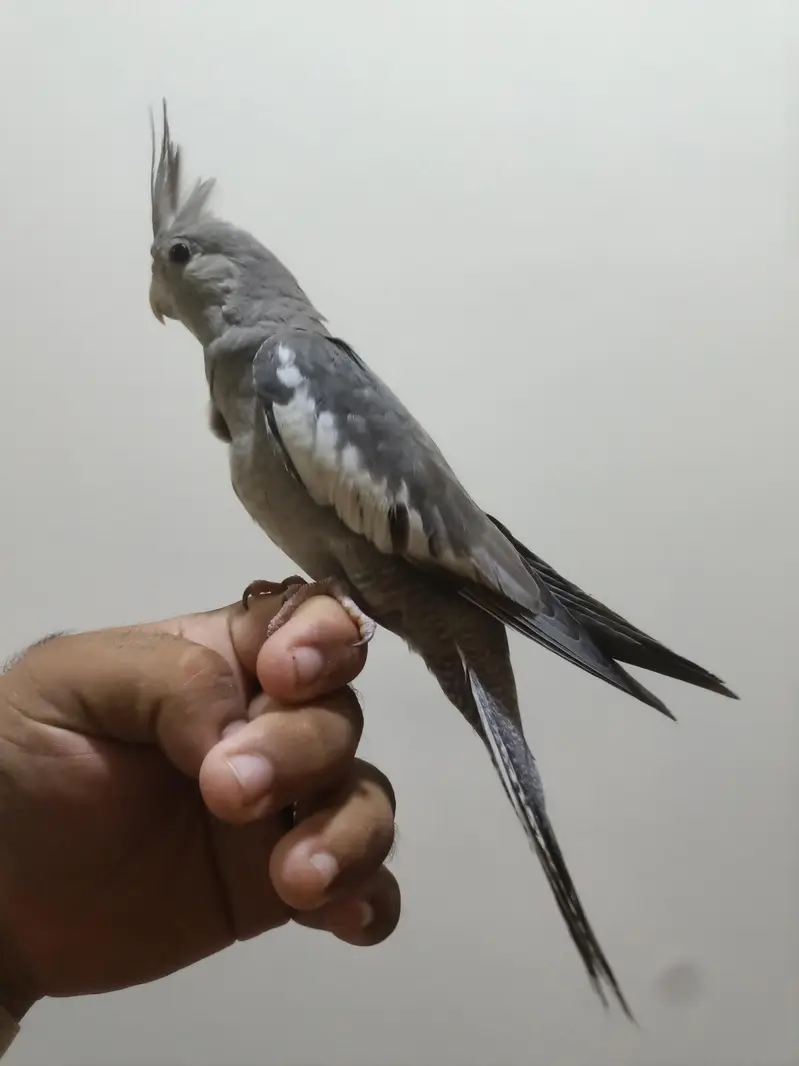 fully hand tame — photo 2