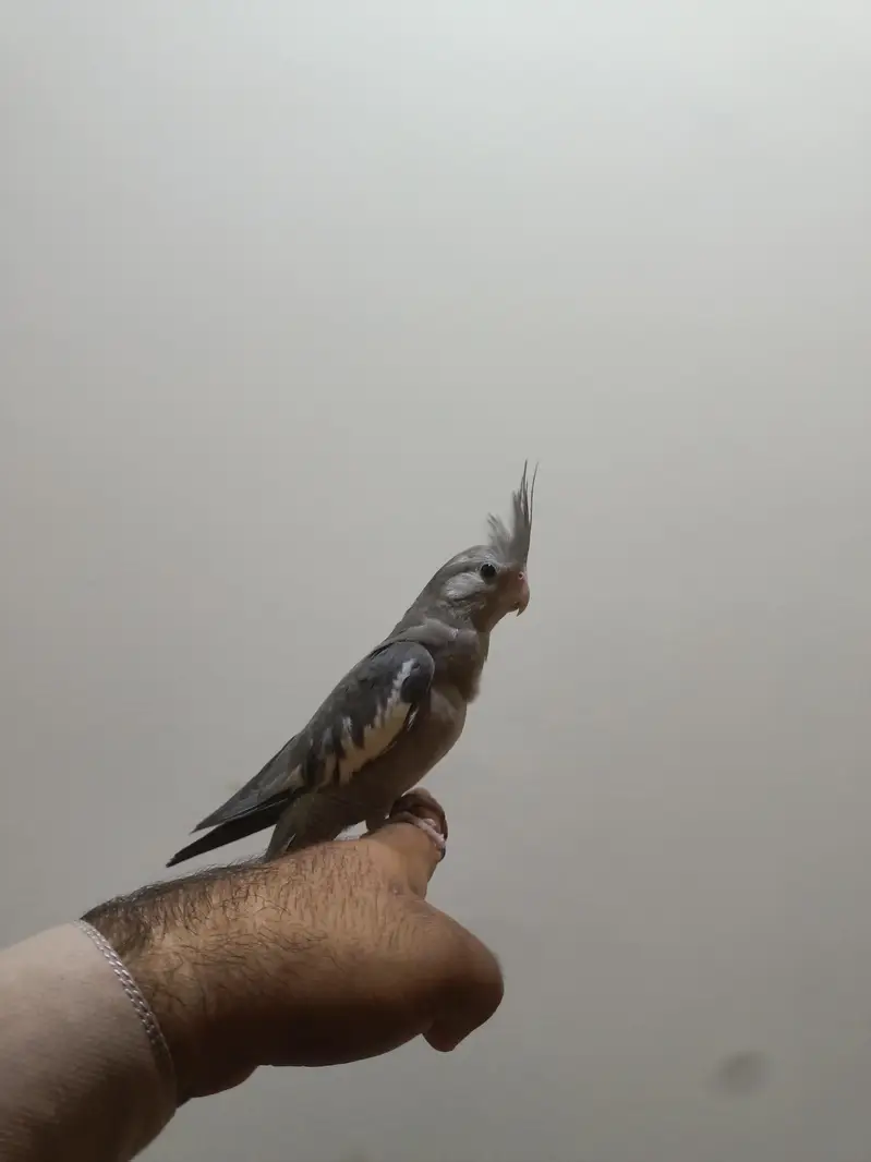 fully hand tame — photo 3