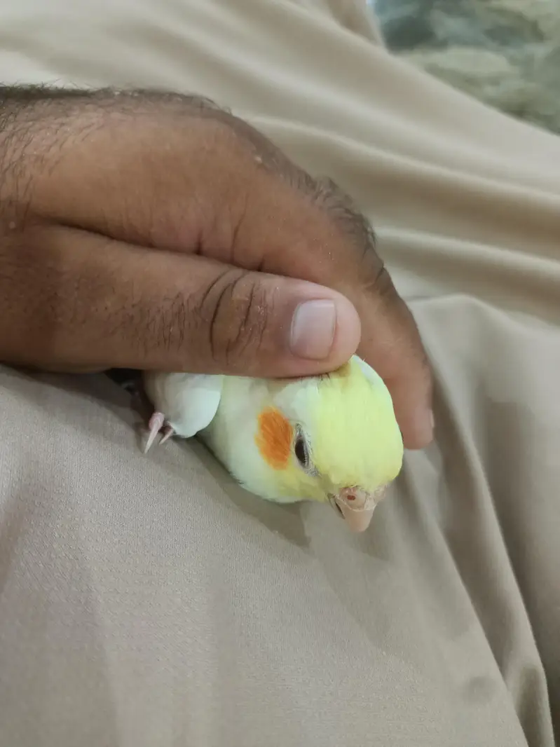 fully hand tame — photo 4