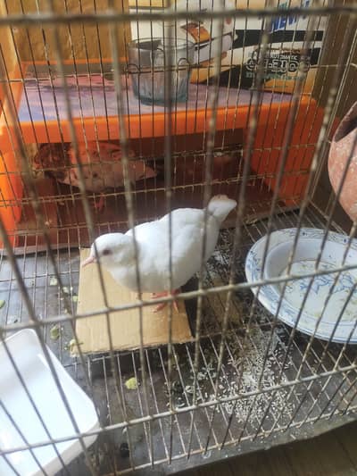 All birds for sale