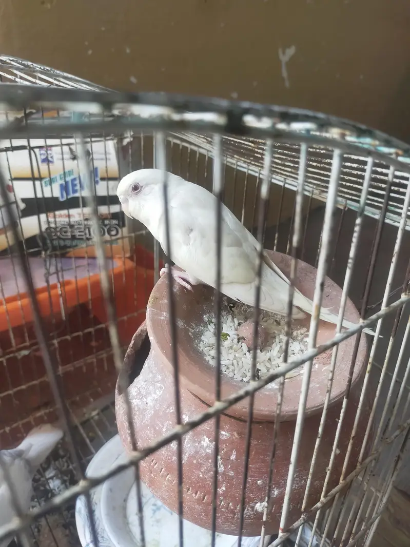 All birds for sale — photo 2