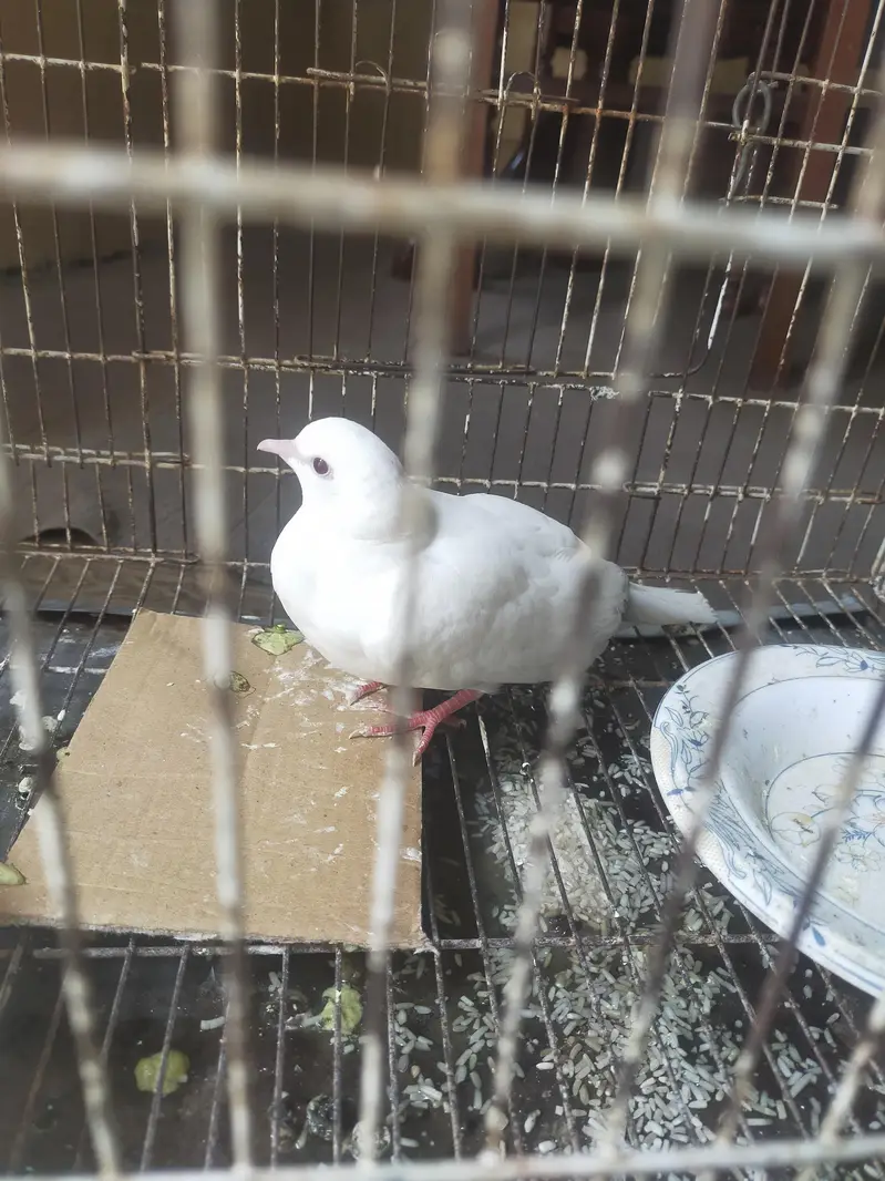 All birds for sale — photo 3