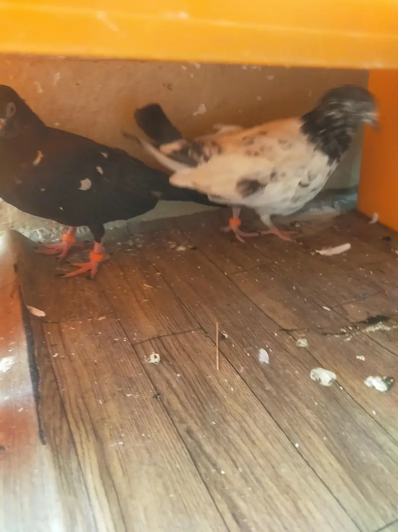 All birds for sale — photo 4