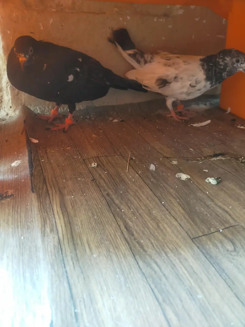 All birds for sale — photo 5