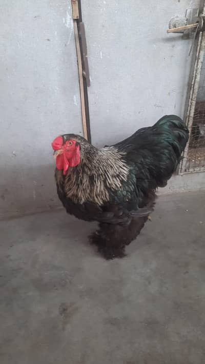 blue buff For sale