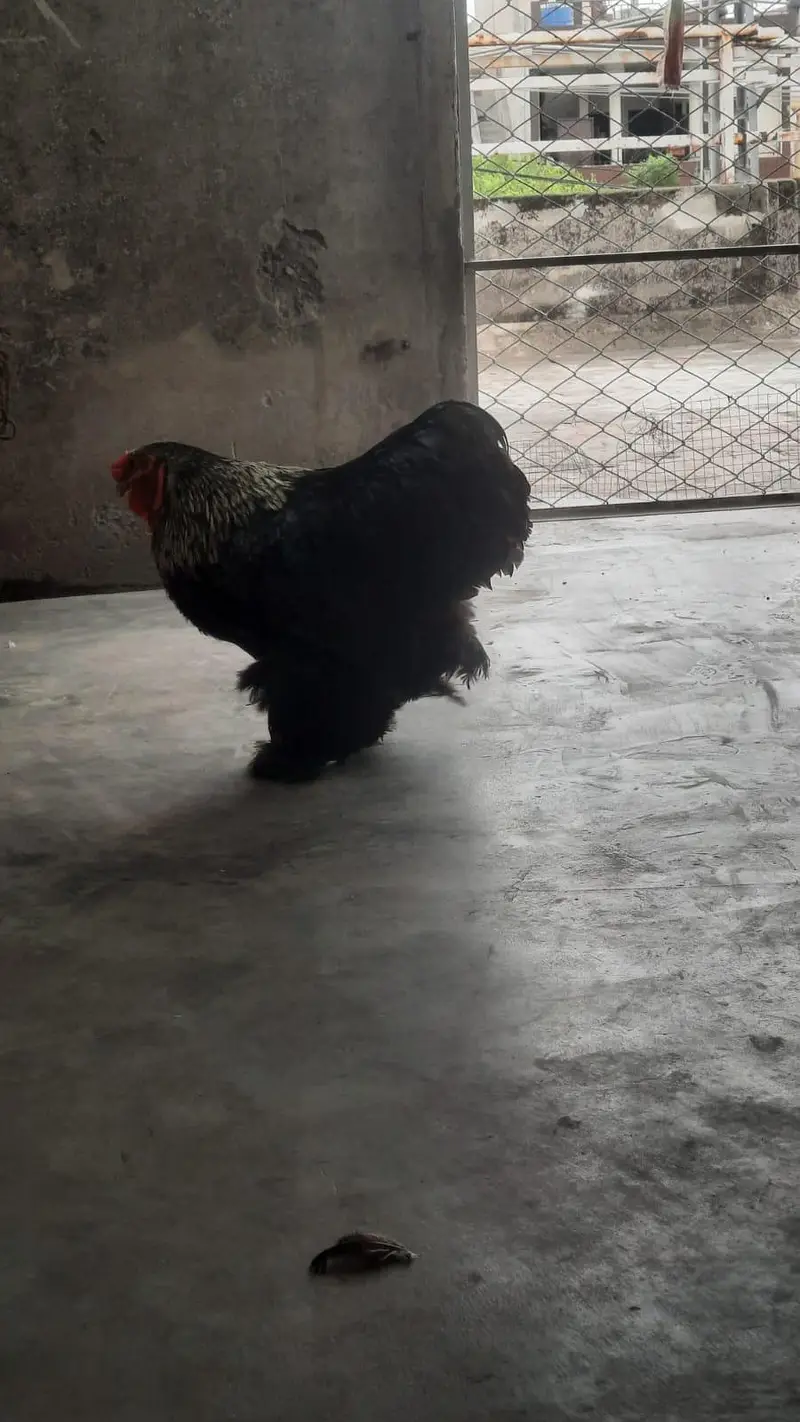 blue buff For sale — photo 2