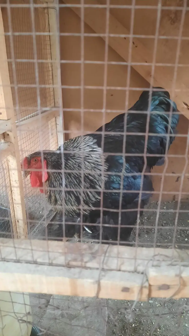 blue buff For sale — photo 4