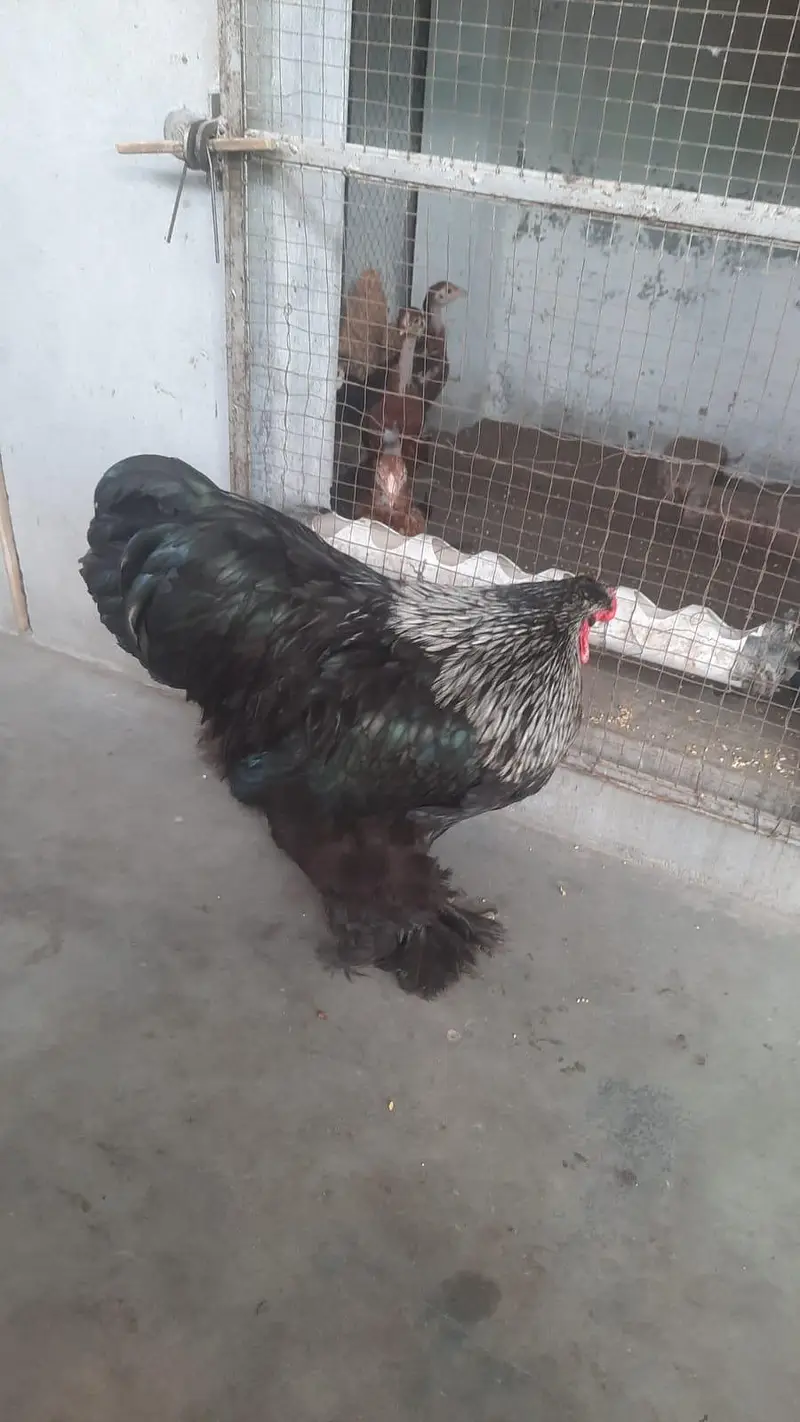 blue buff For sale — photo 7