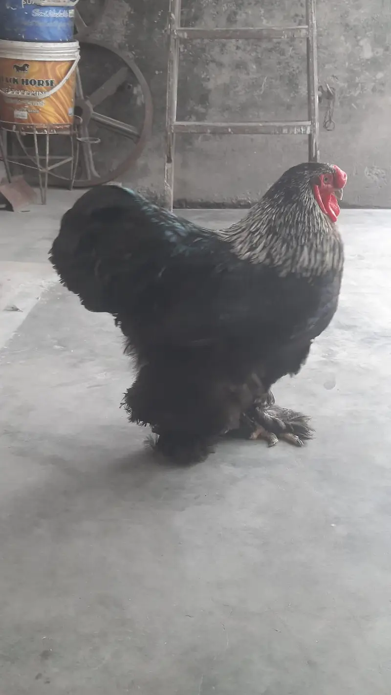 blue buff For sale — photo 8