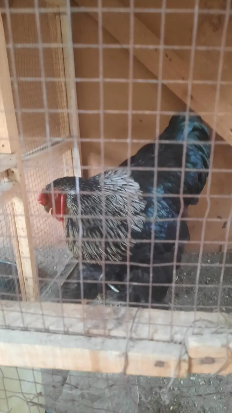 blue buff For sale — photo 10