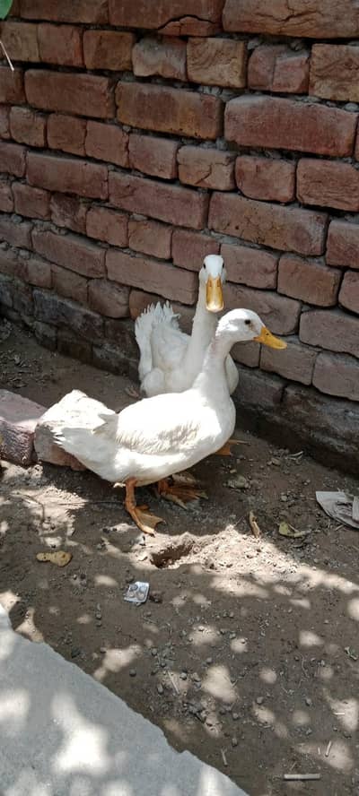 white egg laying ducks