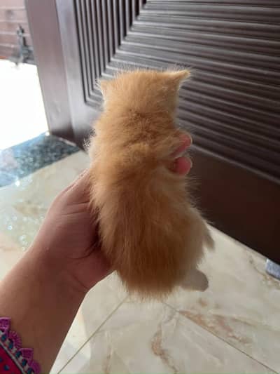 Cute 1 Month Old Persian Kittens Available