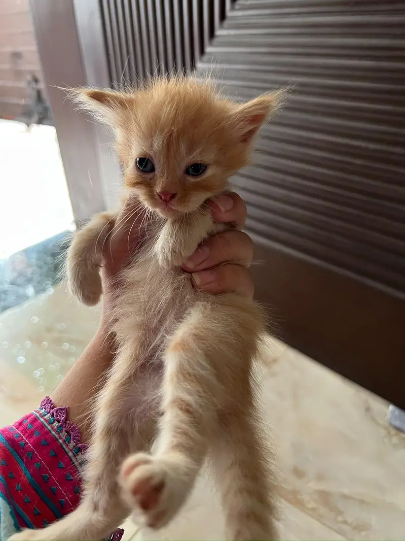 Cute 1 Month Old Persian Kittens Available — photo 2