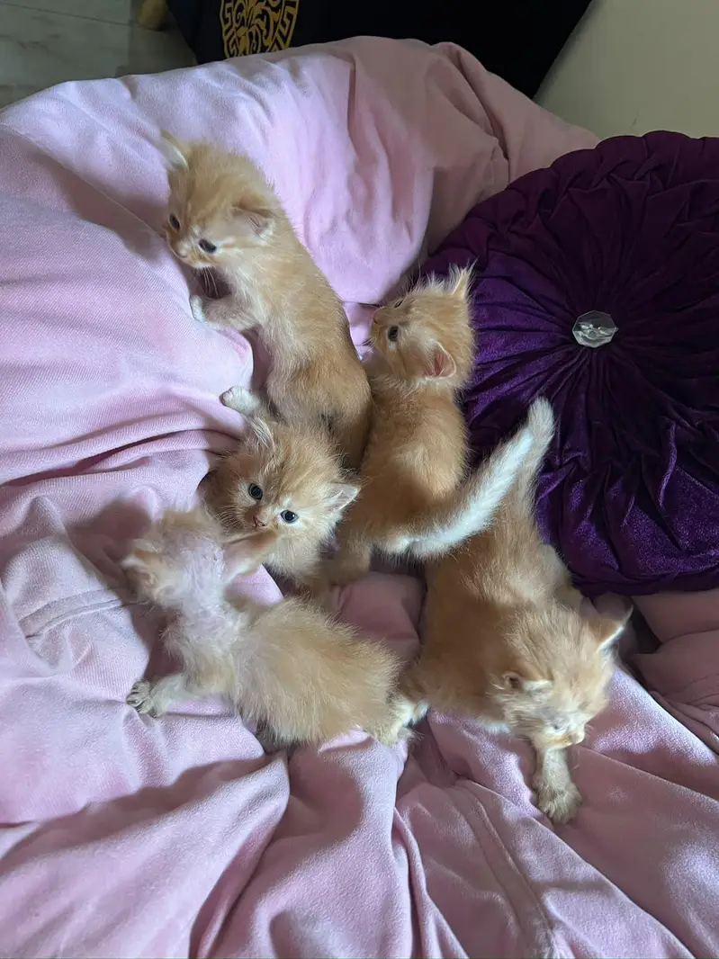Cute 1 Month Old Persian Kittens Available — photo 3