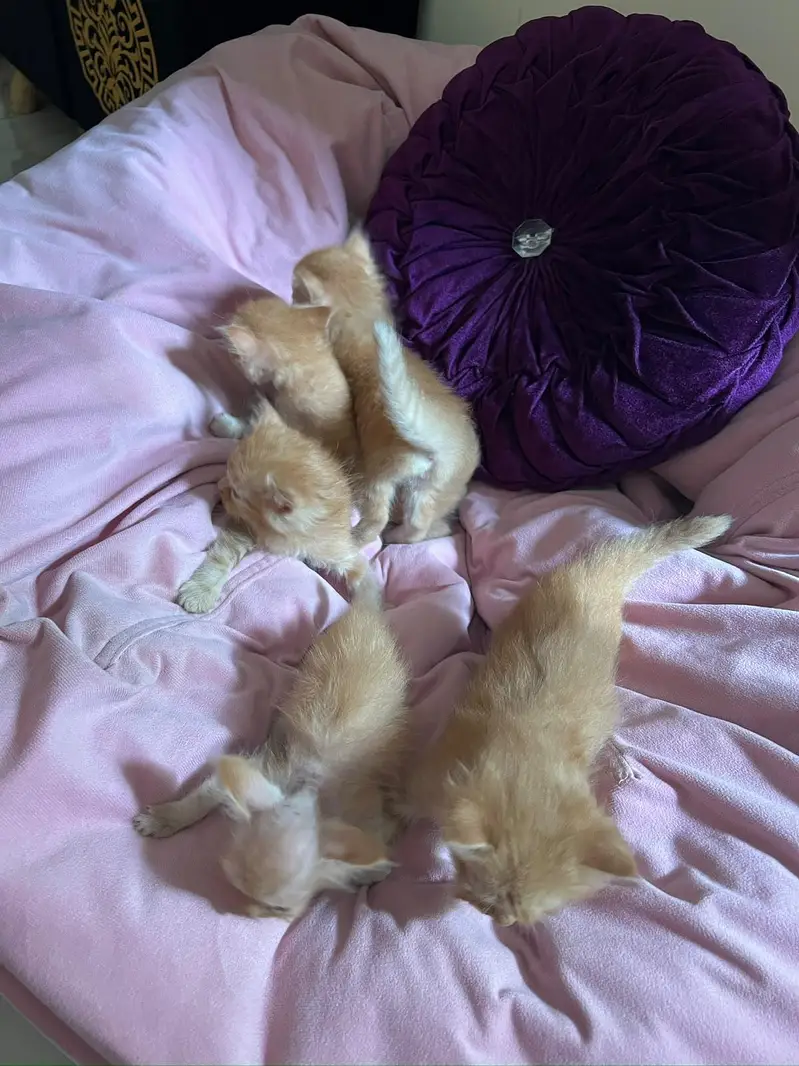 Cute 1 Month Old Persian Kittens Available — photo 4