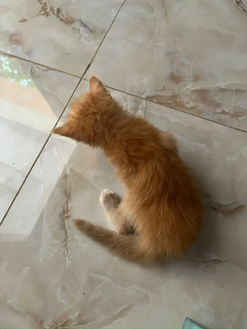 Cute 1 Month Old Persian Kittens Available — photo 5