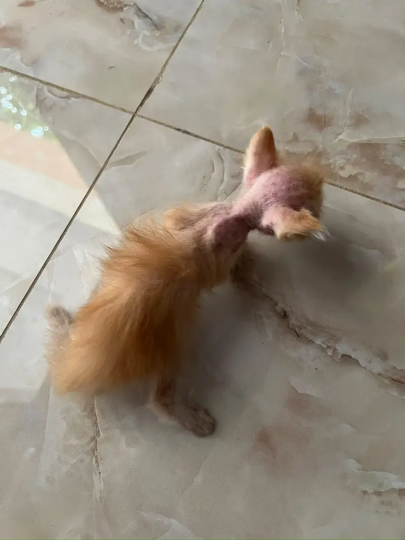 Cute 1 Month Old Persian Kittens Available — photo 6