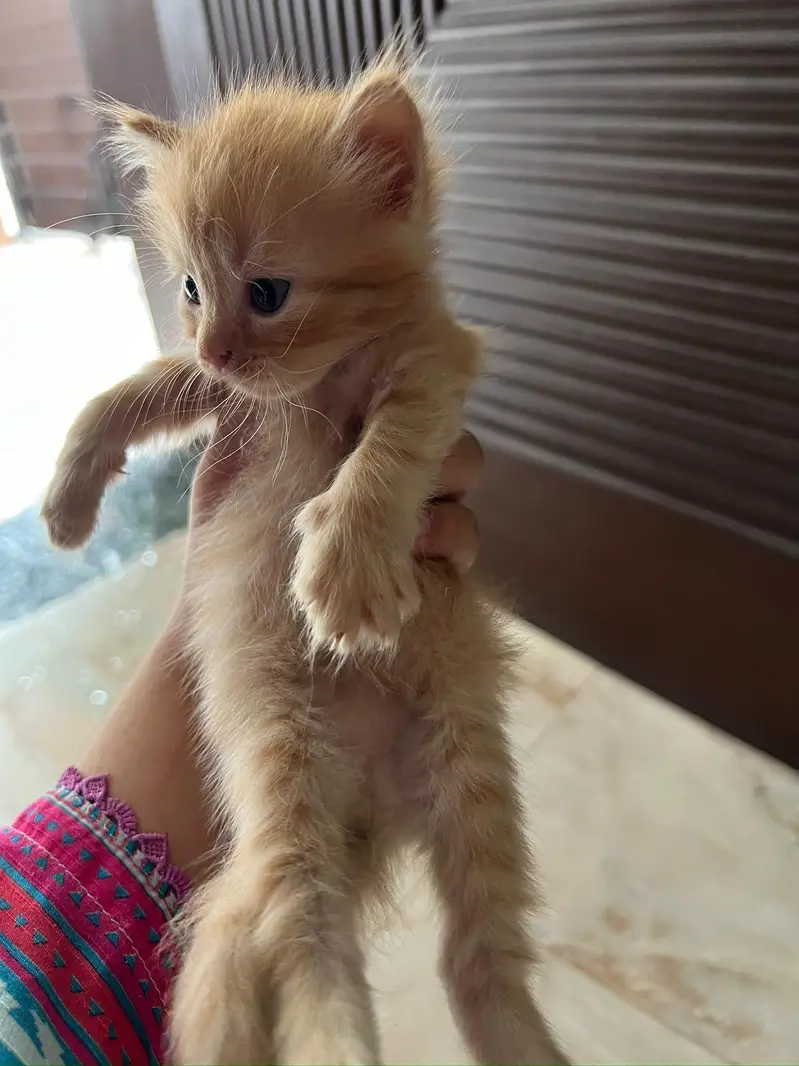 Cute 1 Month Old Persian Kittens Available — photo 7